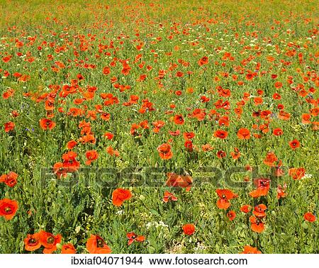 Picture - "Meadow with many wild red poppies, Crimea, Ukraine, Europe". Fotosearch