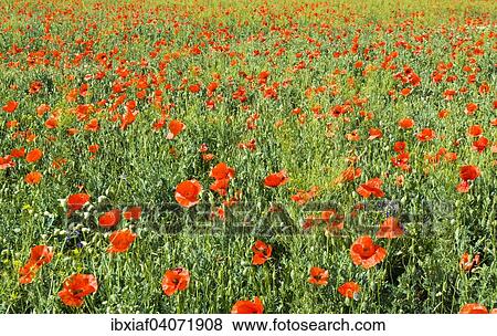 "Meadow with many wild red poppies, Crimea, Ukraine, Europe" View Large Photo Image Stock Photo - "Meadow with many wild red poppies, Crimea, Ukraine, Europe". Fotosearch