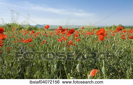 "Meadow with many wild red poppies, Crimea, Ukraine, Europe" View Large Photo Image Stock Photograph - "Meadow with many wild red poppies, Crimea, Ukraine, Europe". Fotosearch