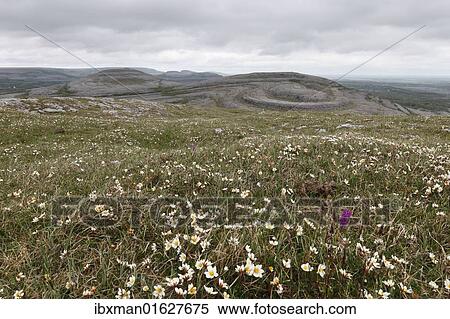 "Meadow with Mountain Avens or White Dryas (Dryas octopetala), Burren National Park, County Clare, Ireland, Europe" View Large Photo Image Stock Photography - "Meadow with Mountain Avens or White Dryas (Dryas octopetala), Burren National Park, County Clare, Ireland, Europe". Fotosearch