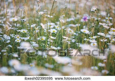 Stock Photography - "Meadow with oxeye daisies (Leucanthemum vulgare), Ingolstadt, Bavaria, Germany, Europe". Fotosearch