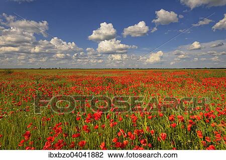 "Meadow with Poppies (Papaver rhoeas), with clouds, Hungarian Puszta, Kiskunsag National Park, Hungary, Europe" View Large Photo Image Stock Image - "Meadow with Poppies (Papaver rhoeas), with clouds, Hungarian Puszta, Kiskunsag National Park, Hungary, Europe". Fotosearch