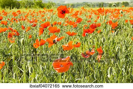 "Meadow with red poppies, Crimea, Ukraine, Europe" View Large Photo Image Stock Photography - "Meadow with red poppies, Crimea, Ukraine, Europe". Fotosearch