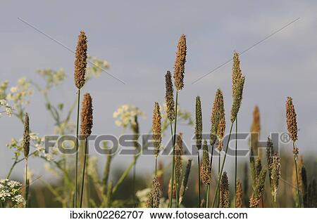 Stock Photo - Meadow with Timothy Grass (Phleum pratense). Fotosearch