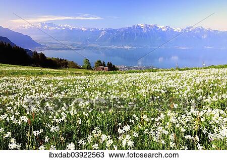 "Meadow with white daffodils at Lake Geneva, Mt Dents du Midi at the back, Montreux, Canton of Vaud, Switzerland, Europe" View Large Photo Image Stock Image - "Meadow with white daffodils at Lake Geneva, Mt Dents du Midi at the back, Montreux, Canton of Vaud, Switzerland, Europe". Fotosearch