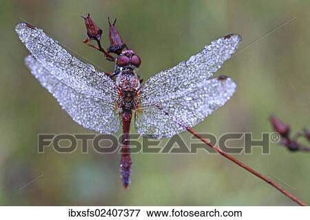 Stock Photo - Meadowhawk dragonfly (Sympetrum sp. ) covered with dew drops. Fotosearch
