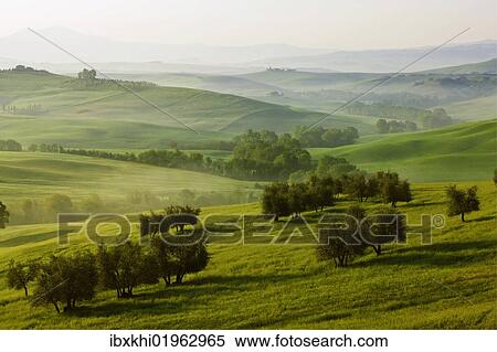 "Meadows, fields and olive trees in the morning light, Pienza, Val d'Orcia, Tuscany, Italy, Europe" View Large Photo Image Stock Photography - "Meadows, fields and olive trees in the morning light, Pienza, Val d'Orcia, Tuscany, Italy, Europe". Fotosearch