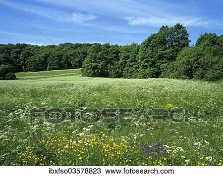 "Meadows in summer, Thuringia, Germany, Europe" View Large Photo Image Stock Image - "Meadows in summer, Thuringia, Germany, Europe". Fotosearch