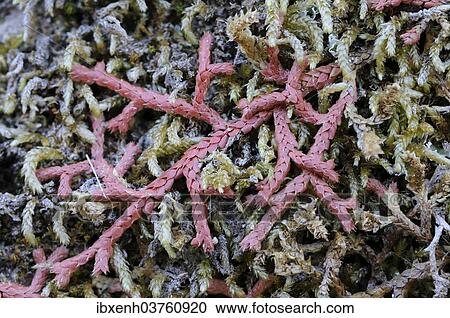 Stock Image - "Mediterranean Clubmoss (Selaginella denticulata), Aegean Region, Turkey, Asia". Fotosearch