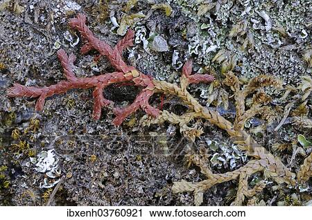 "Mediterranean Clubmoss (Selaginella denticulata), Aegean Region, Turkey, Asia" View Large Photo Image Stock Image - "Mediterranean Clubmoss (Selaginella denticulata), Aegean Region, Turkey, Asia". Fotosearch