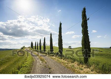 "Mediterranean Cypresses (Cupressus sempervirens) with a dirt track, Val d'Orcia, near Buonconvento, Province of Siena, Tuscany, Italy, Europe" View Large Photo Image Picture - "Mediterranean Cypresses (Cupressus sempervirens) with a dirt track, Val d'Orcia, near Buonconvento, Province of Siena, Tuscany, Italy, Europe". Fotosearch