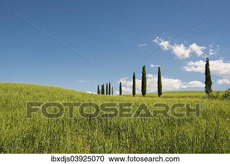 Stock Image - "Mediterranean Cypresses (Cupressus sempervirens), Val d'Orcia, near Buonconvento, Province of Siena, Tuscany, Italy, Europe". Fotosearch