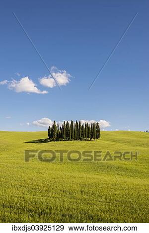 "Mediterranean Cypresses (Cupressus sempervirens) and a cornfield, Val d'Orcia, near Torrenieri, Province of Siena, Tuscany, Italy, Europe" View Large Photo Image Stock Photo - "Mediterranean Cypresses (Cupressus sempervirens) and a cornfield, Val d'Orcia, near Torrenieri, Province of Siena, Tuscany, Italy, Europe". Fotosearch