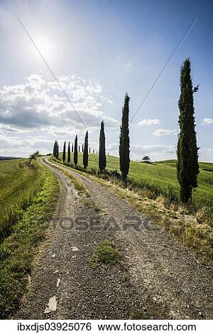 "Mediterranean Cypresses (Cupressus sempervirens) and a dirt track, Val d'Orcia, near Buonconvento, Province of Siena, Tuscany, Italy, Europe" View Large Photo Image Stock Photograph - "Mediterranean Cypresses (Cupressus sempervirens) and a dirt track, Val d'Orcia, near Buonconvento, Province of Siena, Tuscany, Italy, Europe". Fotosearch