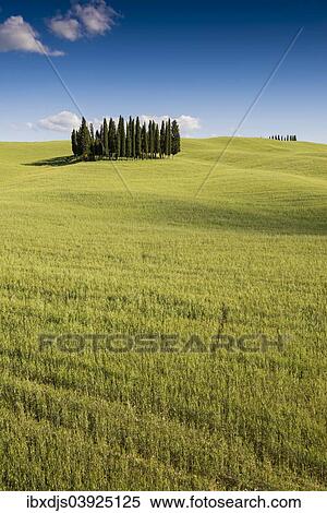 "Mediterranean Cypresses (Cupressus sempervirens) and a cornfield, Val d'Orcia, near Torrenieri, Province of Siena, Tuscany, Italy, Europe" View Large Photo Image Stock Photography - "Mediterranean Cypresses (Cupressus sempervirens) and a cornfield, Val d'Orcia, near Torrenieri, Province of Siena, Tuscany, Italy, Europe". Fotosearch