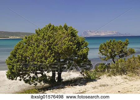 Stock Photo - "Mediterranean dwarf cypress (Cupressa sp) on sandy coastline, Santa Anna, Pineta, Sardinia, Italy, Europe". Fotosearch