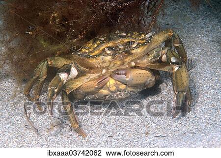 "Mediterranean Green Crab (Carcinus mediterraneus), courtship display, Black Sea, Crimea, Ukraine, Europe" View Large Photo Image Stock Image - "Mediterranean Green Crab (Carcinus mediterraneus), courtship display, Black Sea, Crimea, Ukraine, Europe". Fotosearch
