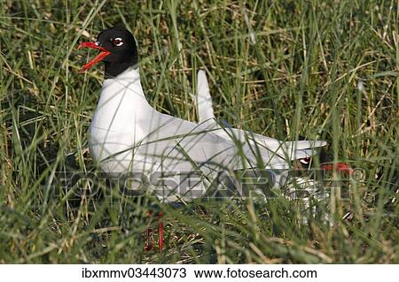 "Mediterranean Gull (Ichthyaetus melanocephalus) on the nest, East Frisian Islands, East Frisia, Lower Saxony, Germany, Europe" View Large Photo Image Stock Image - "Mediterranean Gull (Ichthyaetus melanocephalus) on the nest, East Frisian Islands, East Frisia, Lower Saxony, Germany, Europe". Fotosearch