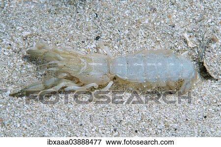 Stock Photo - "Mediterranean Mud Shrimp (Upogebia pusilla), Black Sea, Crimea, Russia, Europe". Fotosearch