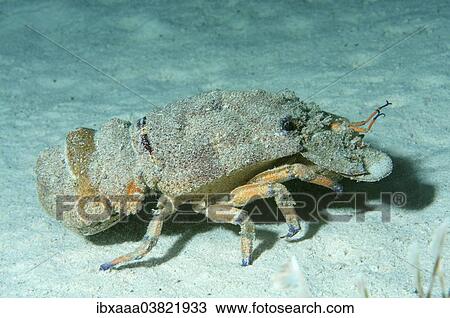 "Mediterranean Slipper Lobster (Scyllarides latus), Red Sea, Egypt, Africa" View Large Photo Image Stock Image - "Mediterranean Slipper Lobster (Scyllarides latus), Red Sea, Egypt, Africa". Fotosearch