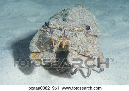 "Mediterranean Slipper Lobster (Scyllarides latus), Red Sea, Egypt, Africa" View Large Photo Image Stock Image - "Mediterranean Slipper Lobster (Scyllarides latus), Red Sea, Egypt, Africa". Fotosearch