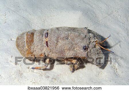 "Mediterranean Slipper Lobster (Scyllarides latus), Red Sea, Egypt, Africa" View Large Photo Image Stock Photograph - "Mediterranean Slipper Lobster (Scyllarides latus), Red Sea, Egypt, Africa". Fotosearch