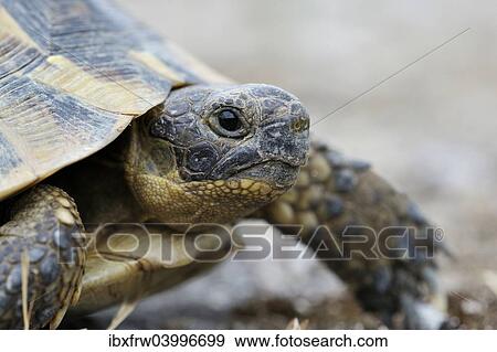 Stock Photo - "Mediterranean Spur-thighed Tortoise (Testudo graeca), portrait, Pleven Province, Bulgaria, Europe". Fotosearch