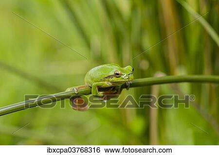 "Mediterranean Tree Frog (Hyla meridionalis), Quintana de la Serena, Extremadura, Spain, Europe" View Large Photo Image Stock Photograph - "Mediterranean Tree Frog (Hyla meridionalis), Quintana de la Serena, Extremadura, Spain, Europe". Fotosearch