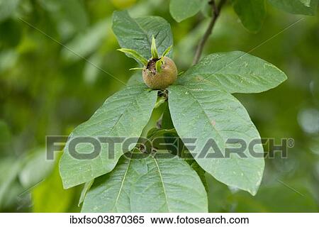 Stock Photography - "Medlar or Common Medlar (Mespilus germanica), leaves and fruit, Thuringia, Germany, Europe". Fotosearch