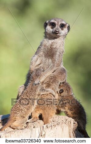 "Meerkat or Suricate (Suricata suricatta), female suckling three pups, captive, Germany, Europe" View Large Photo Image Stock Image - "Meerkat or Suricate (Suricata suricatta), female suckling three pups, captive, Germany, Europe". Fotosearch