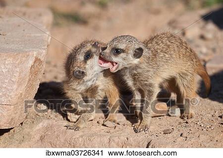 Stock Image - "Meerkat or Suricate (Suricata suricatta), two pups playing, captive, Germany, Europe". Fotosearch