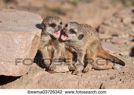 Stock Image - "Meerkat or Suricate (Suricata suricatta), two pups playing, captive, Germany, Europe". Fotosearch