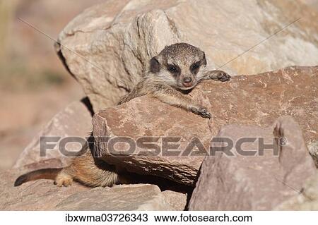 "Meerkat or Suricate (Suricata suricatta), pup resting, captive, Germany, Europe" View Large Photo Image Stock Image - "Meerkat or Suricate (Suricata suricatta), pup resting, captive, Germany, Europe". Fotosearch