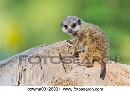"Meerkat or Suricate (Suricata suricatta), pup, captive, Germany, Europe" View Large Photo Image Stock Photo - "Meerkat or Suricate (Suricata suricatta), pup, captive, Germany, Europe". Fotosearch