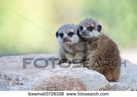 "Meerkat or Suricate (Suricata suricatta), two pups, captive, Germany, Europe" View Large Photo Image Stock Photo - "Meerkat or Suricate (Suricata suricatta), two pups, captive, Germany, Europe". Fotosearch