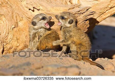 Stock Photography - "Meerkat or Suricate (Suricata suricatta), two pups playing, captive, Germany, Europe". Fotosearch