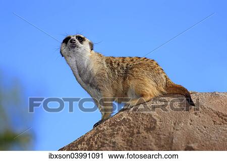 "Meerkat (Suricata suricatta), adult on rock, alert, Little Karoo, Western Cape, South Africa, Africa" View Large Photo Image Stock Image - "Meerkat (Suricata suricatta), adult on rock, alert, Little Karoo, Western Cape, South Africa, Africa". Fotosearch