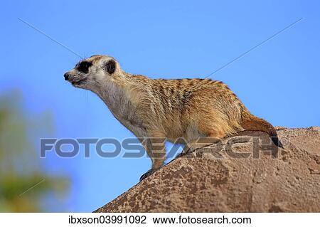 "Meerkat (Suricata suricatta), adult on rock, alert, Little Karoo, Western Cape, South Africa, Africa" View Large Photo Image Stock Image - "Meerkat (Suricata suricatta), adult on rock, alert, Little Karoo, Western Cape, South Africa, Africa". Fotosearch