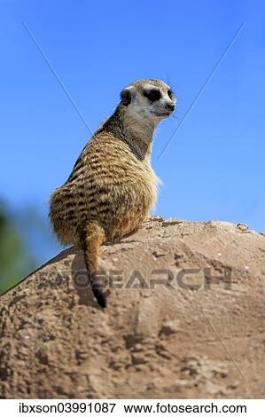Stock Photo - "Meerkat (Suricata suricatta), adult on rock, alert, Little Karoo, Western Cape, South Africa, Africa". Fotosearch