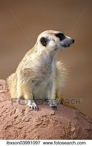 "Meerkat (Suricata suricatta), adult on rock, alert, Little Karoo, Western Cape, South Africa, Africa" View Large Photo Image Stock Photo - "Meerkat (Suricata suricatta), adult on rock, alert, Little Karoo, Western Cape, South Africa, Africa". Fotosearch