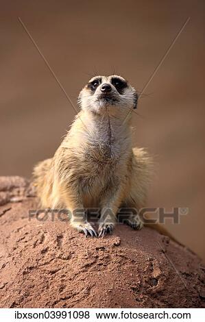 "Meerkat (Suricata suricatta), adult on rock, alert, Little Karoo, Western Cape, South Africa, Africa" View Large Photo Image Stock Photo - "Meerkat (Suricata suricatta), adult on rock, alert, Little Karoo, Western Cape, South Africa, Africa". Fotosearch
