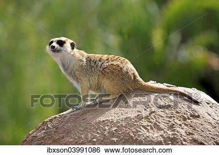 "Meerkat (Suricata suricatta), adult on rock, alert, Little Karoo, Western Cape, South Africa, Africa" View Large Photo Image Stock Photograph - "Meerkat (Suricata suricatta), adult on rock, alert, Little Karoo, Western Cape, South Africa, Africa". Fotosearch