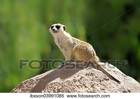 "Meerkat (Suricata suricatta), adult on rock, alert, Little Karoo, Western Cape, South Africa, Africa" View Large Photo Image Stock Photography - "Meerkat (Suricata suricatta), adult on rock, alert, Little Karoo, Western Cape, South Africa, Africa". Fotosearch