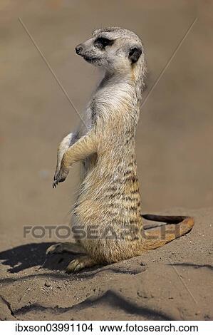 "Meerkat (Suricata suricatta), adult alert, upright, Little Karoo, Western Cape, South Africa, Africa" View Large Photo Image Picture - "Meerkat (Suricata suricatta), adult alert, upright, Little Karoo, Western Cape, South Africa, Africa". Fotosearch