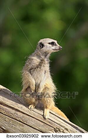 "Meerkat (Suricata suricatta), adult, alert, upright, Africa" View Large Photo Image Stock Image - "Meerkat (Suricata suricatta), adult, alert, upright, Africa". Fotosearch