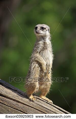 "Meerkat (Suricata suricatta), adult, alert, upright, Africa" View Large Photo Image Stock Image - "Meerkat (Suricata suricatta), adult, alert, upright, Africa". Fotosearch