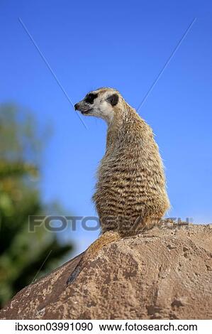 "Meerkat (Suricata suricatta), adult standing upright on rock, alert, Little Karoo, Western Cape, South Africa, Africa" View Large Photo Image Stock Image - "Meerkat (Suricata suricatta), adult standing upright on rock, alert, Little Karoo, Western Cape, South Africa, Africa". Fotosearch