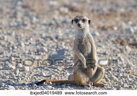 "Meerkat (Suricata suricatta), adult male, sitting along a gravel road, Kgalagadi Transfrontier Park, Northern Cape, South Africa, Africa" View Large Photo Image Stock Photo - "Meerkat (Suricata suricatta), adult male, sitting along a gravel road, Kgalagadi Transfrontier Park, Northern Cape, South Africa, Africa". Fotosearch