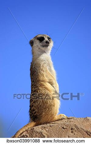 "Meerkat (Suricata suricatta), adult standing upright on rock, alert, Little Karoo, Western Cape, South Africa, Africa" View Large Photo Image Stock Photo - "Meerkat (Suricata suricatta), adult standing upright on rock, alert, Little Karoo, Western Cape, South Africa, Africa". Fotosearch