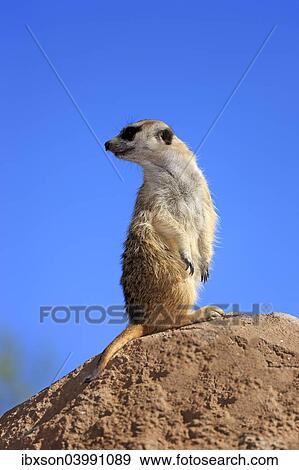 Stock Photo - "Meerkat (Suricata suricatta), adult standing upright on rock, alert, Little Karoo, Western Cape, South Africa, Africa". Fotosearch